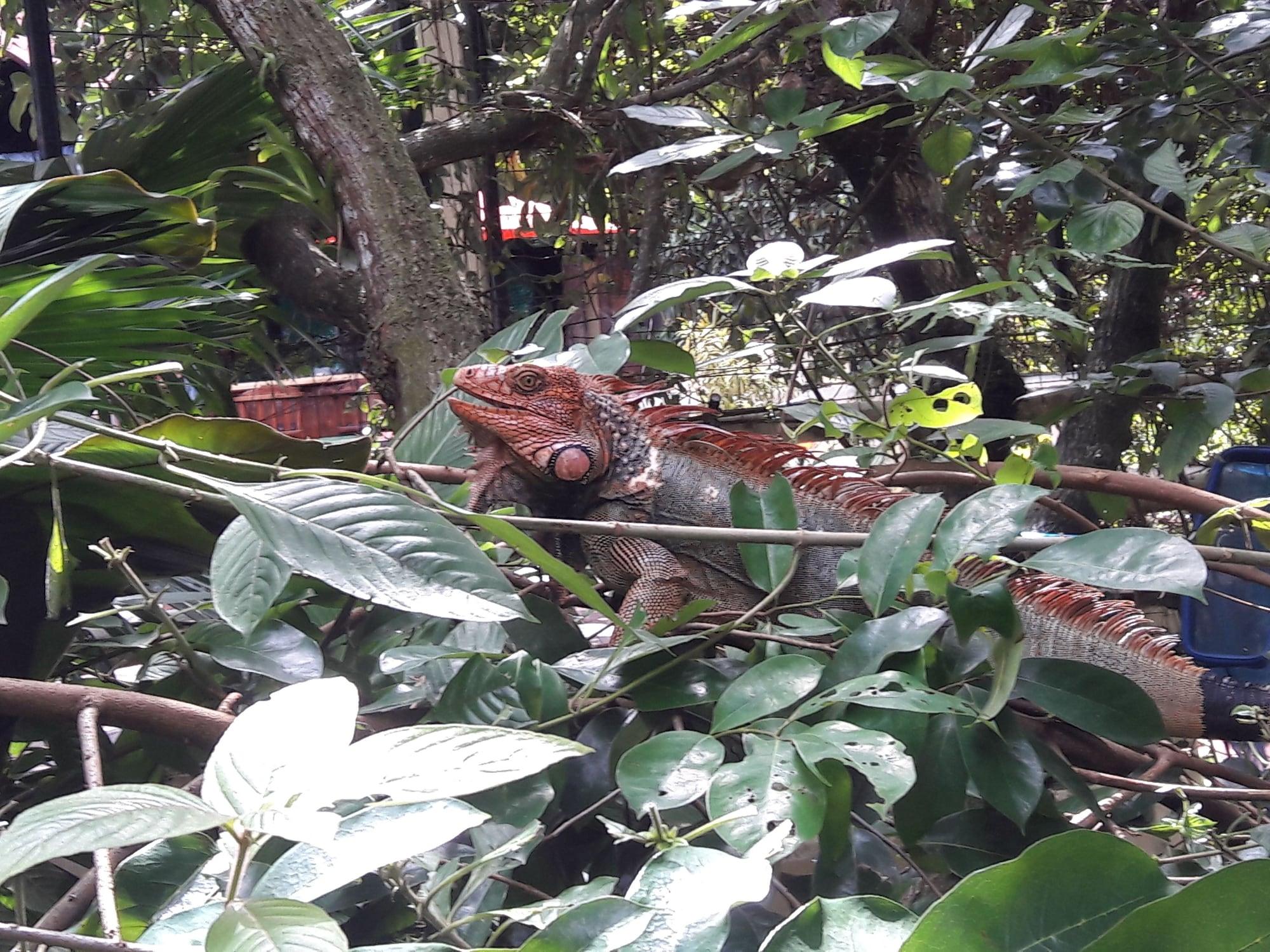 Hotel La Colina Manuel Antonio Eksteriør billede